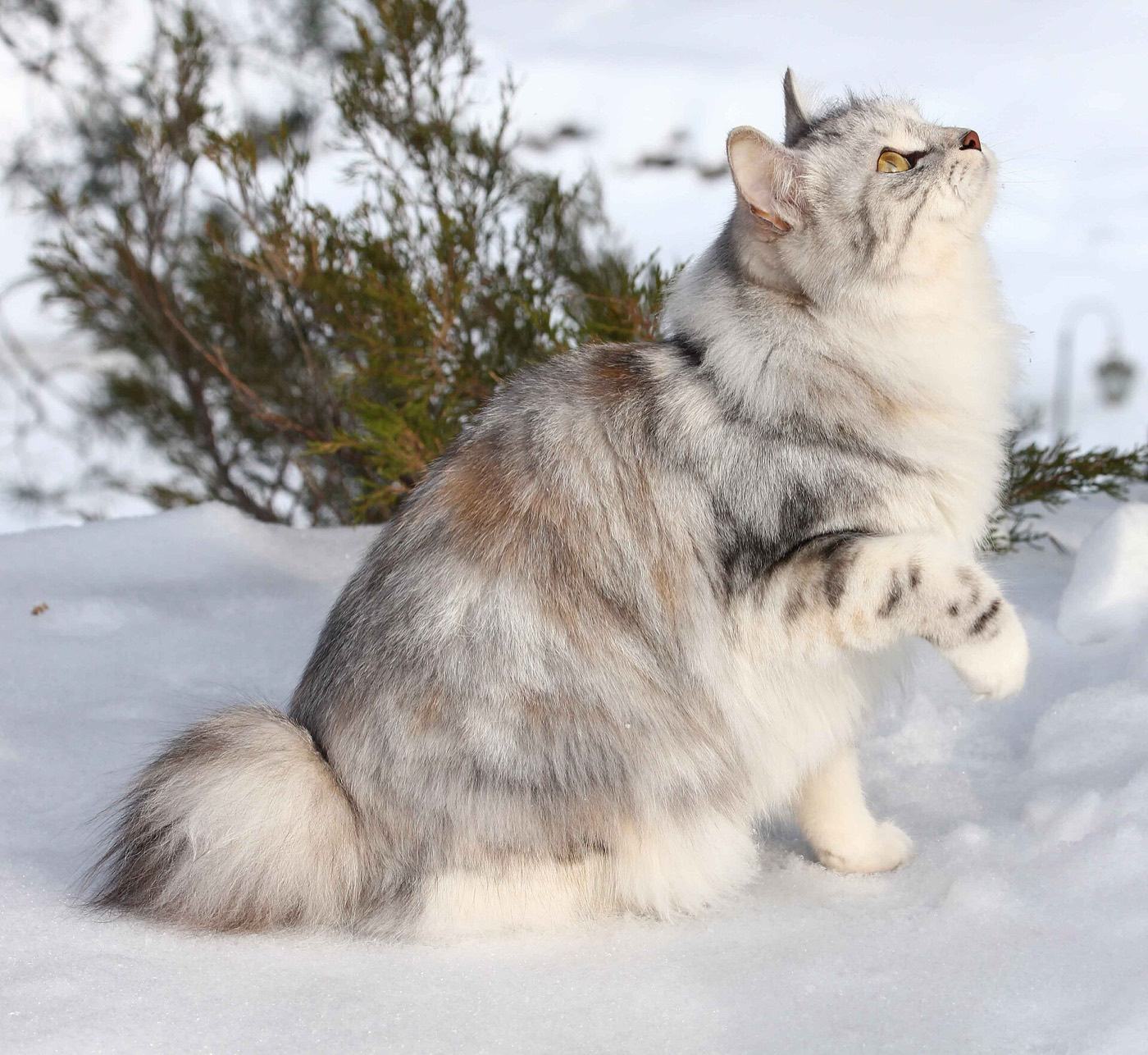 A longhaired Kurilian Bobtail sitting in the snow, its pom-pom tail clearly visible