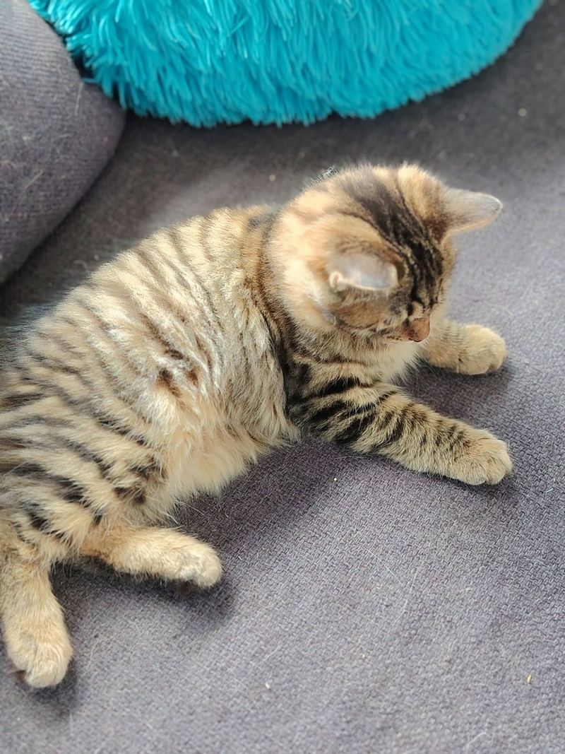 Bagheera languit op de bank