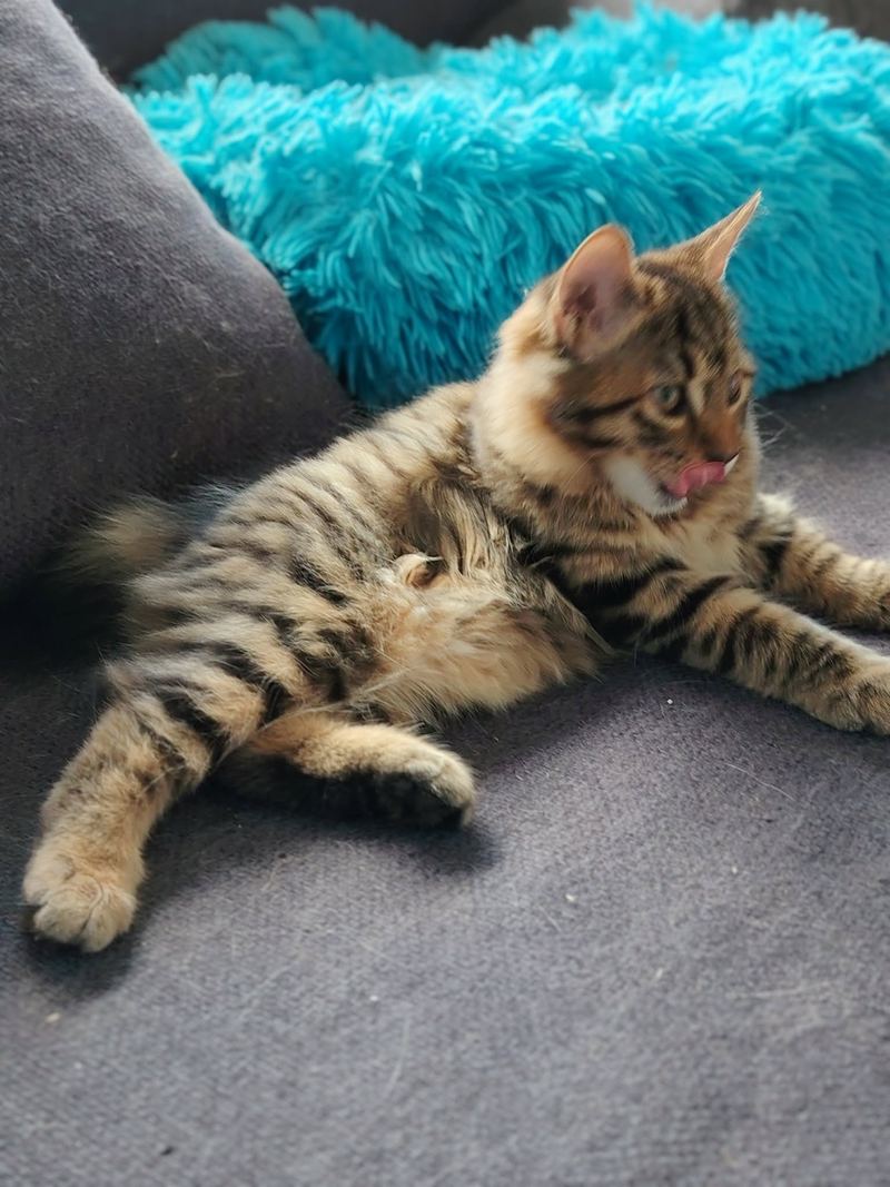 Bagheera liggend, kijkend naar de camera