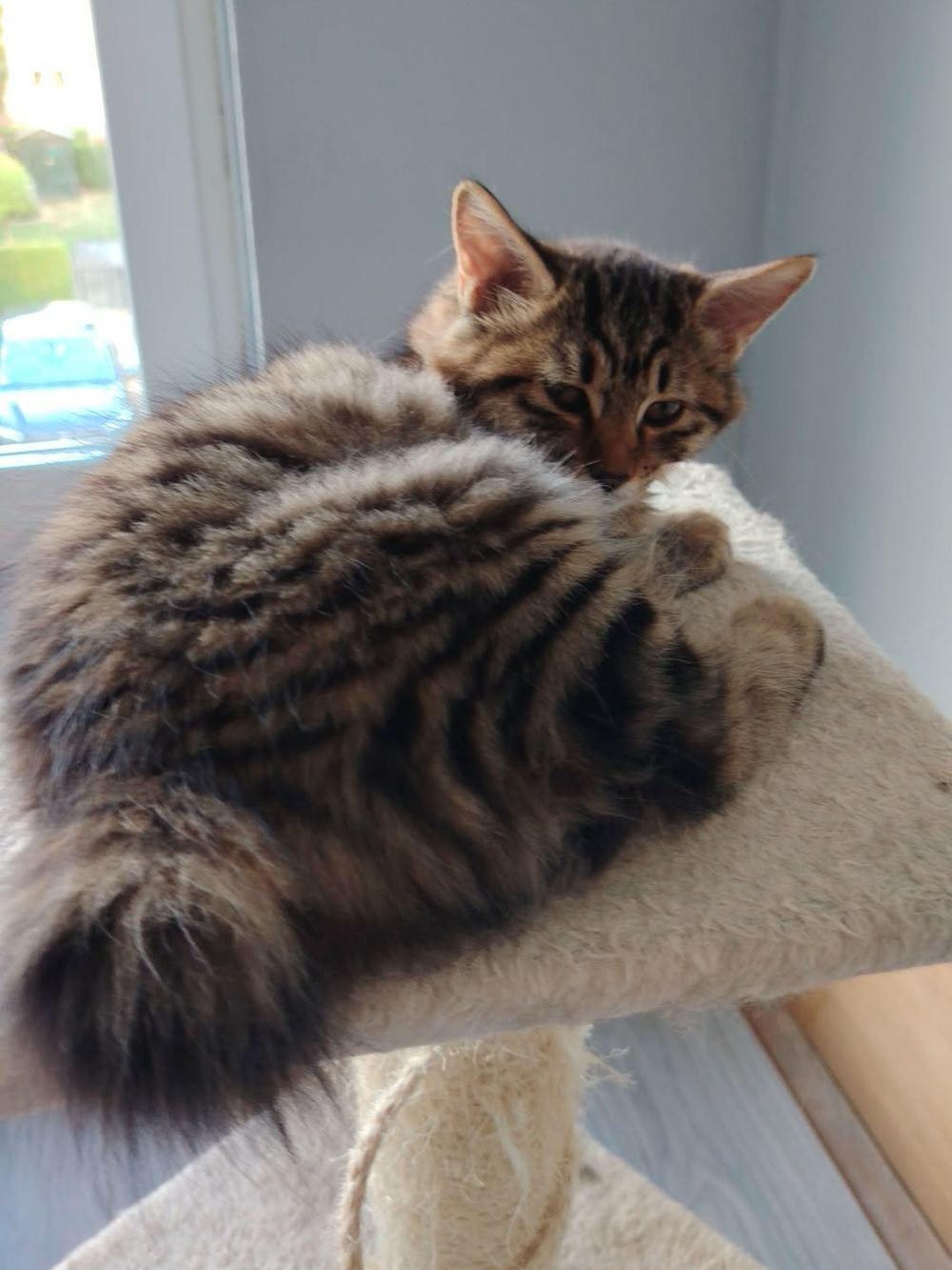 Bagheera, black mackerel Kurilian Bobtail-poesje, liggend op een krabpaal met de pomponstaart zichtbaar