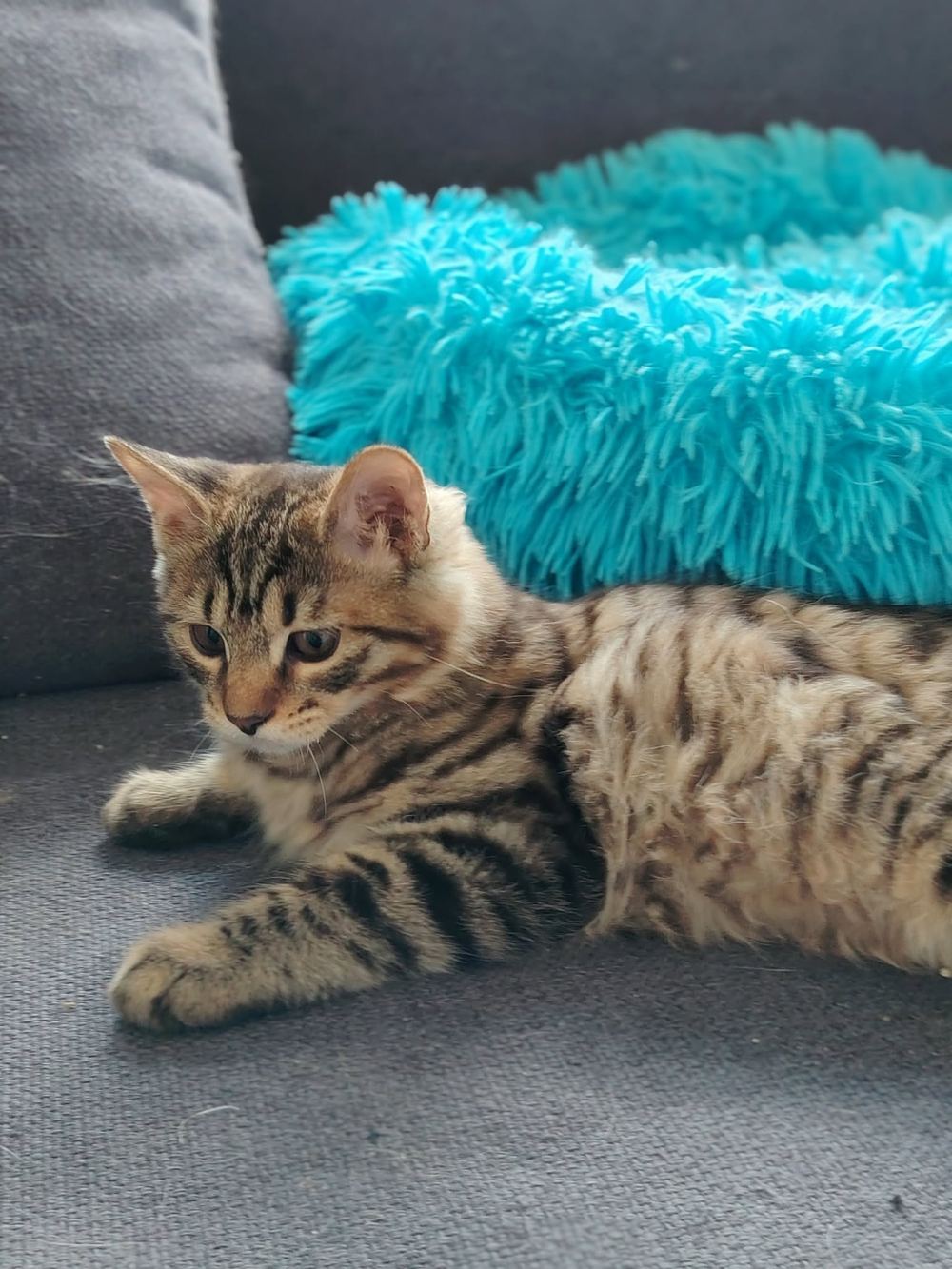 Balthasar, black mackerel Kurilian Bobtail-kitten, liggend op een bank