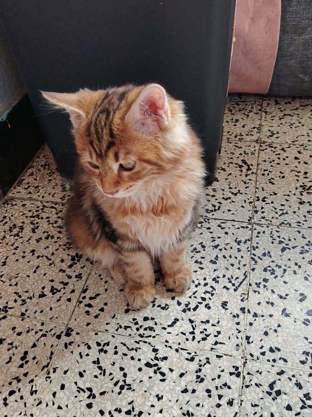 Bastet staand op de gespikkelde vloer