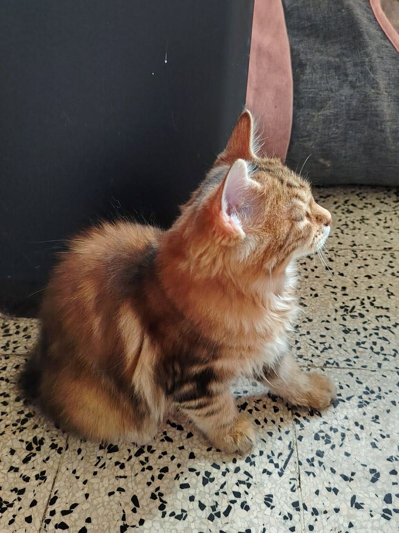 Bastet in profiel, kop omhoog