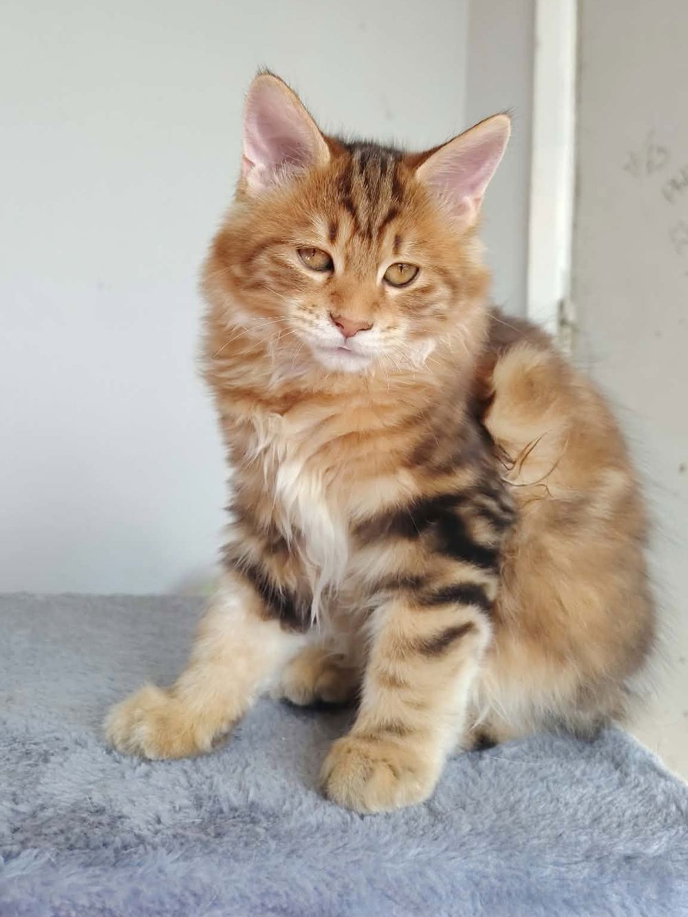 Bastet, black blotched Kurilian Bobtail-poesje, zittend op een krabpaal en kijkend naar de camera