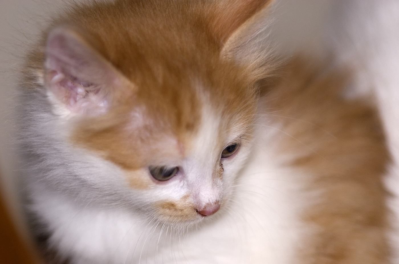A red and white Kurilian Bobtail kitten in profile