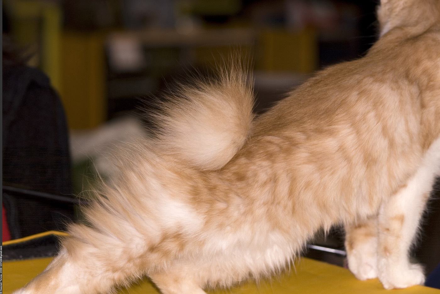 Close-up of the pom-pom tail of a red Kurilian Bobtail
